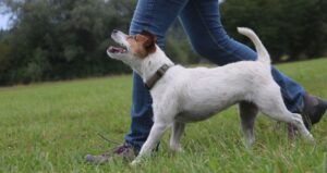 Freudige Freifolge: Ein Thema der Ausbildung zum Sporthunde- Trainer der TKGS.
Foto: Ursula Känel Kocher