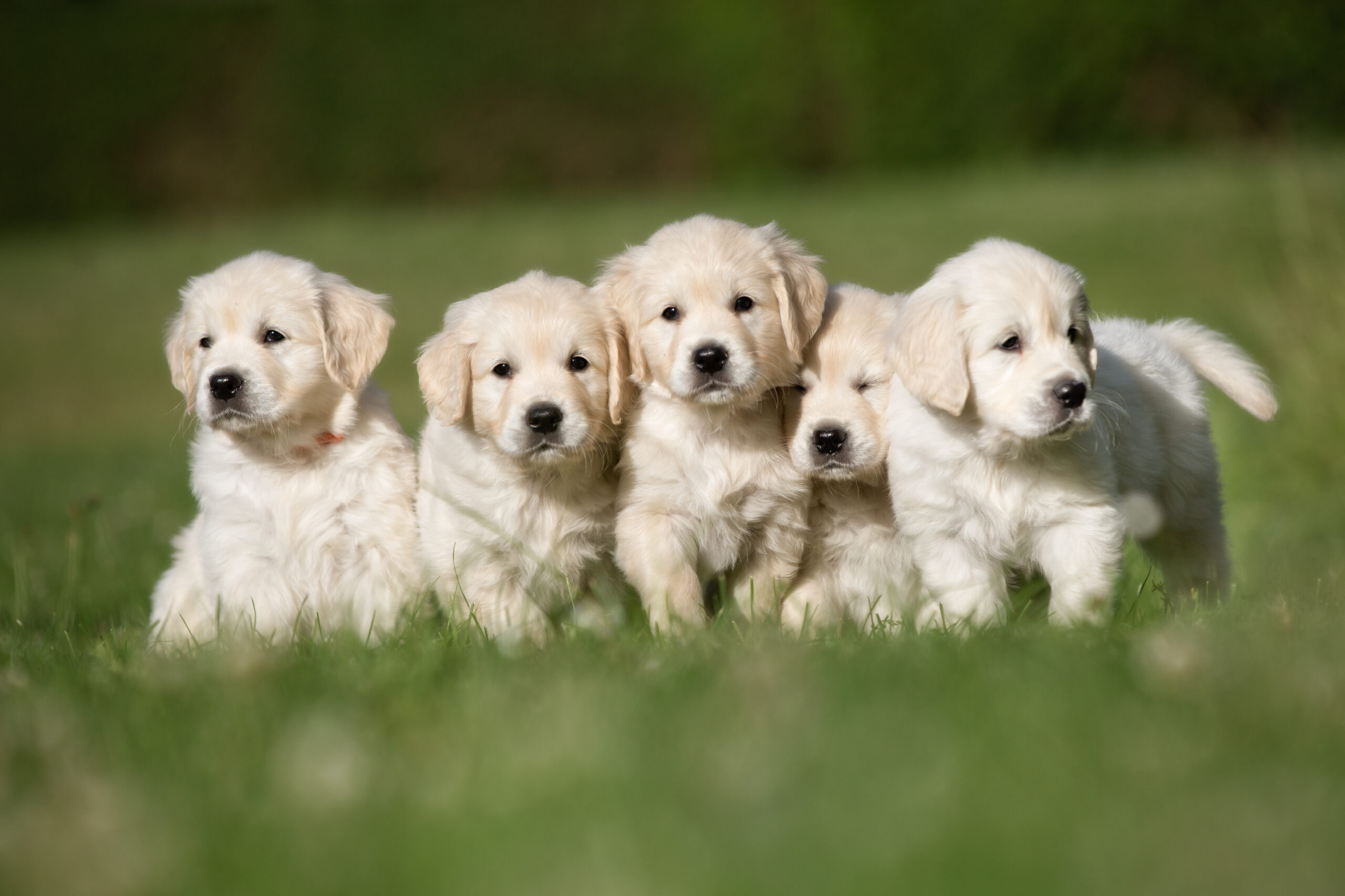 Puppy Yoga mit Hundewelpen: Risiko für Überanstrengung und Überforderung
