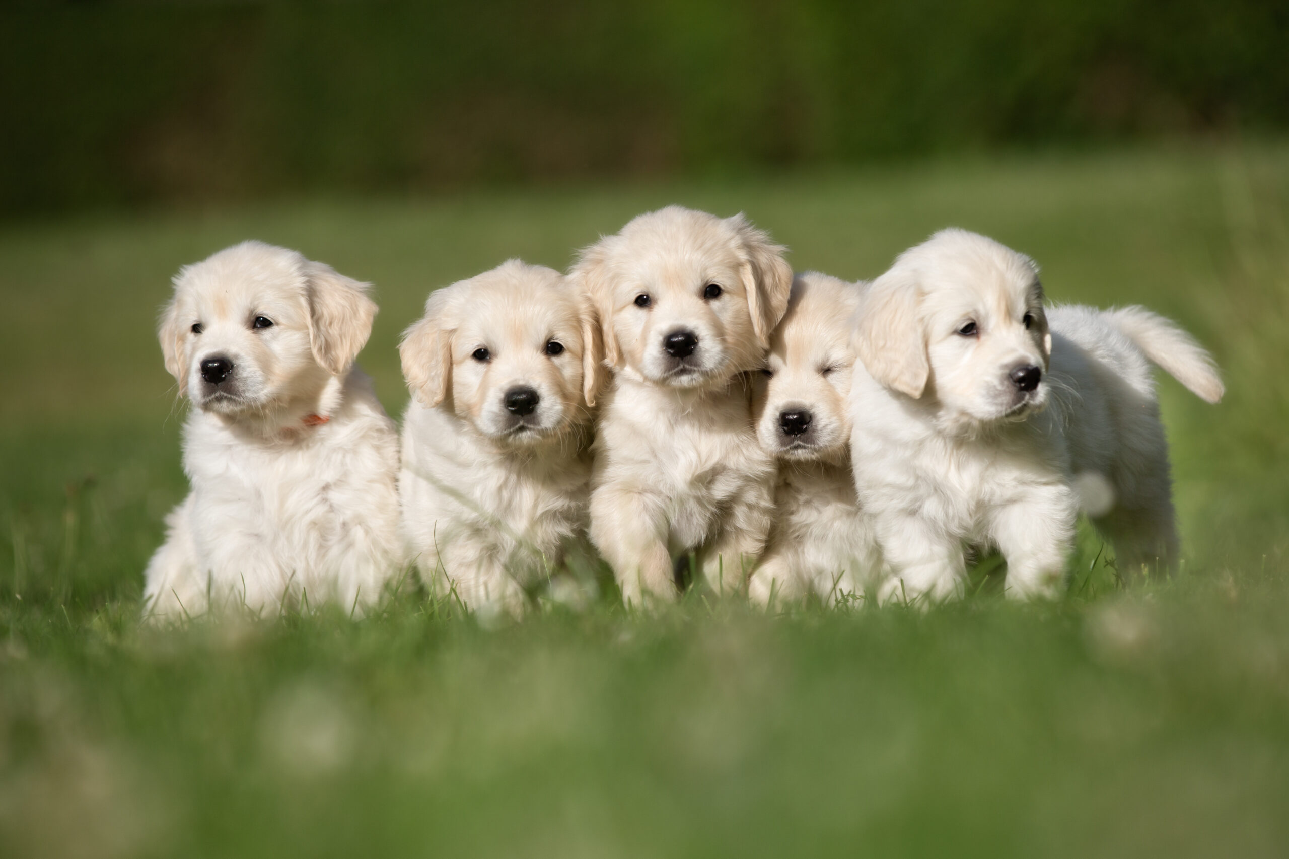 Puppy Yoga avec des chiots : risque de surmenage et d’effort excessif