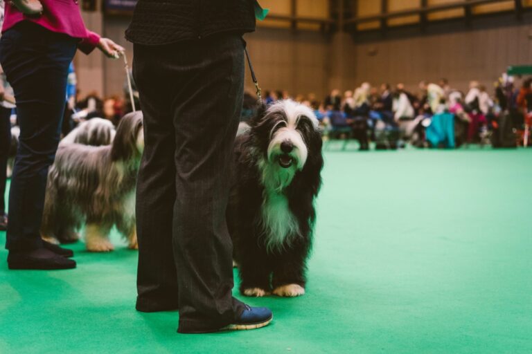 Crufts 2024 Qualification Requ Penni BarbaraAnne