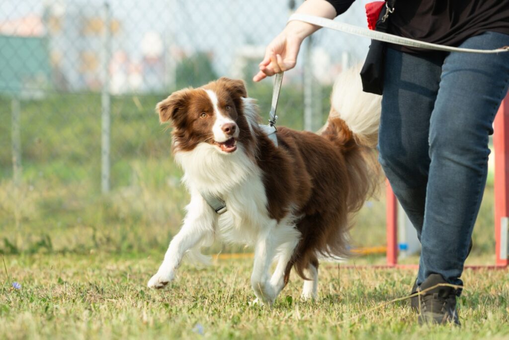 Australian Shepherd