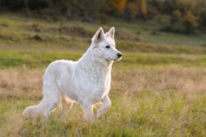 Weisser Schweizer Schäferhund