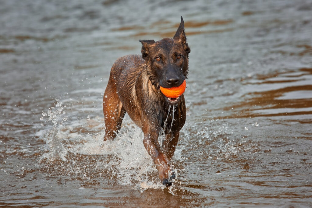 Schäferhund