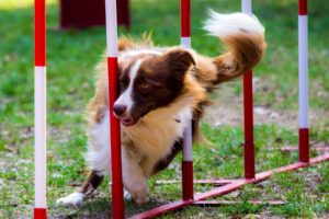 Agility, Slalom