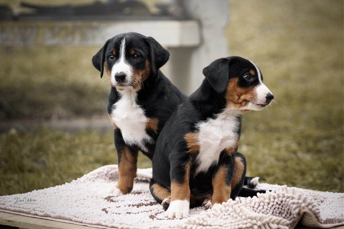 Appenzeller Sennenhund