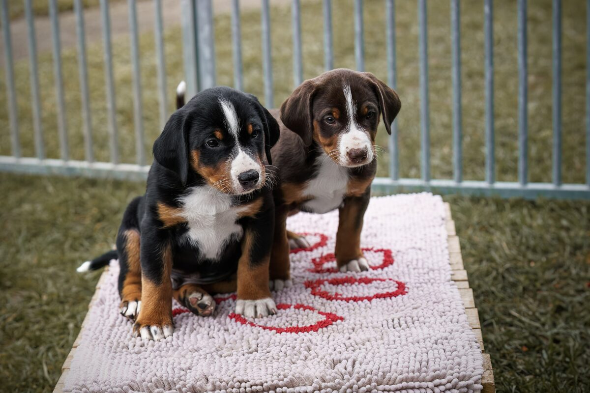 Appenzeller Sennenhund