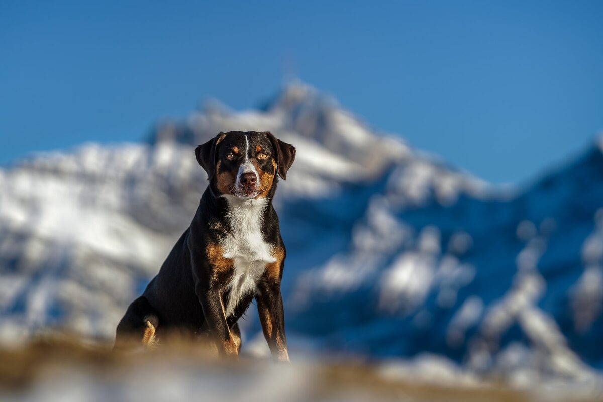 Appenzeller Sennenhund