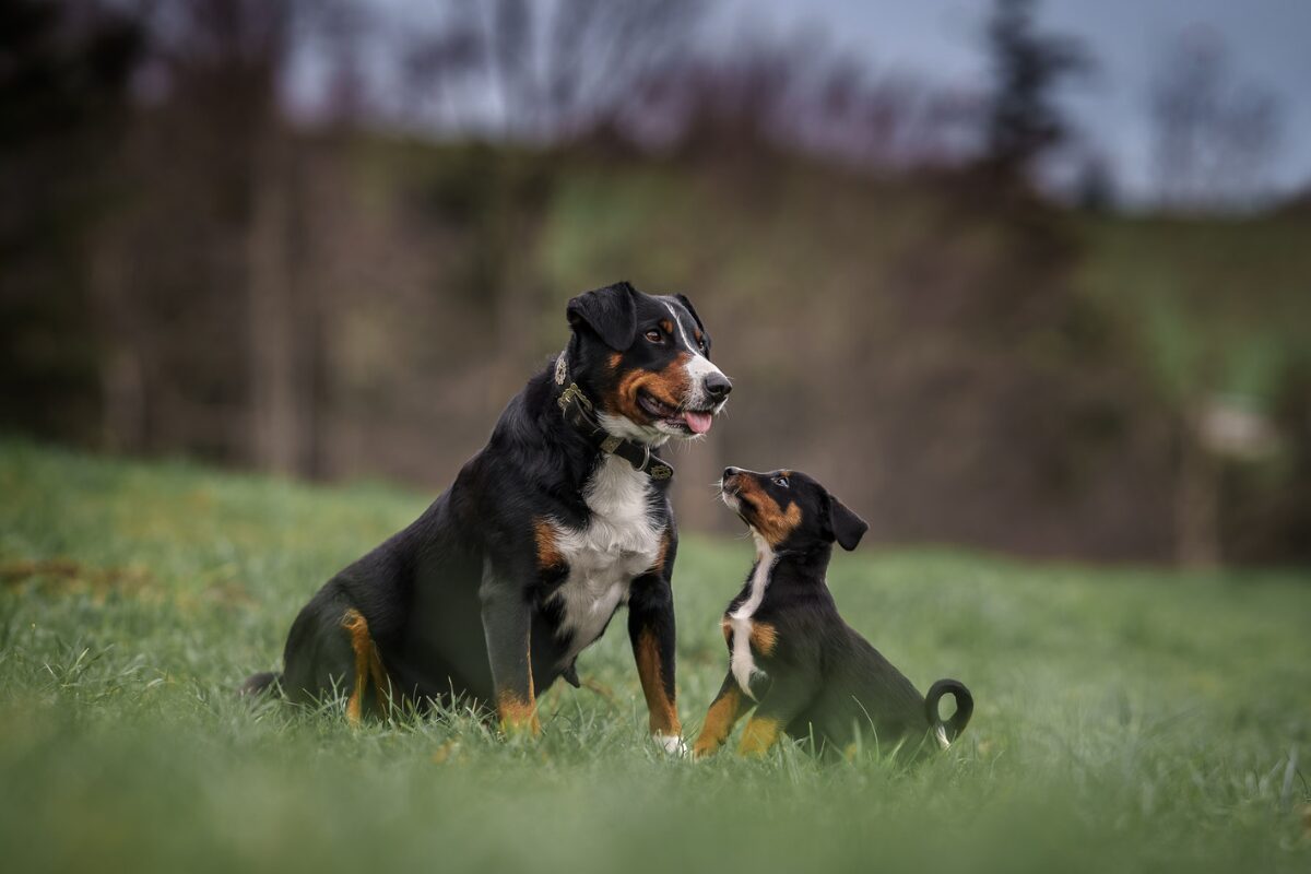 Appenzeller Sennenhund