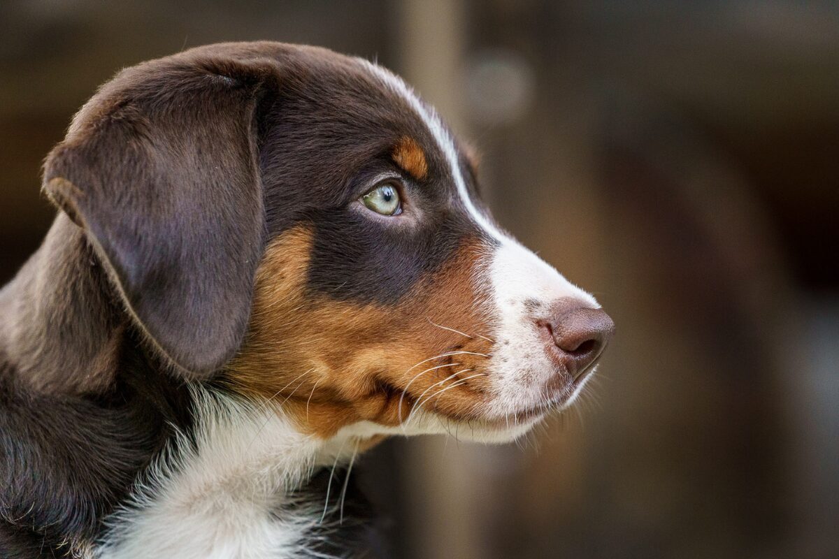 Appenzeller Sennenhund