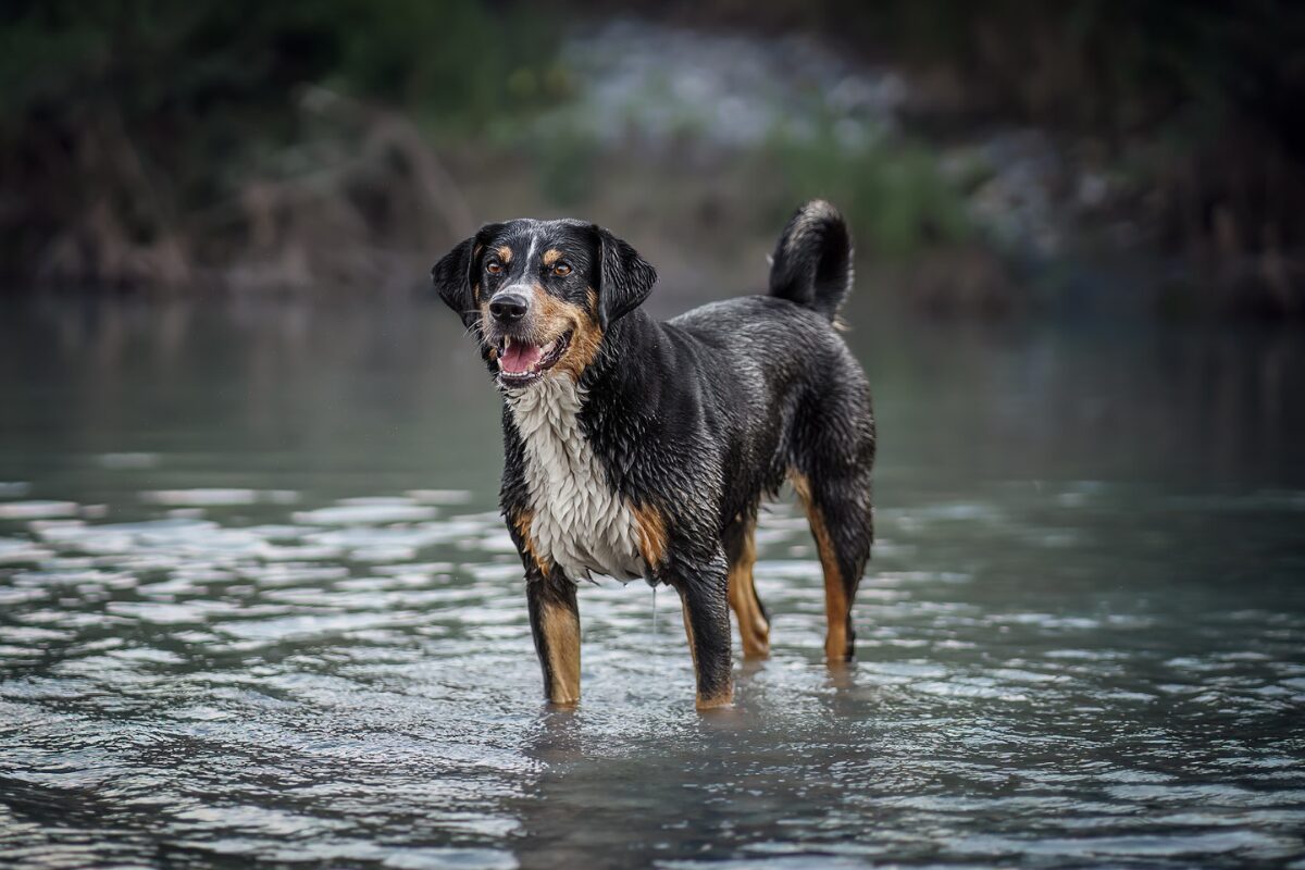 Appenzeller Sennenhund