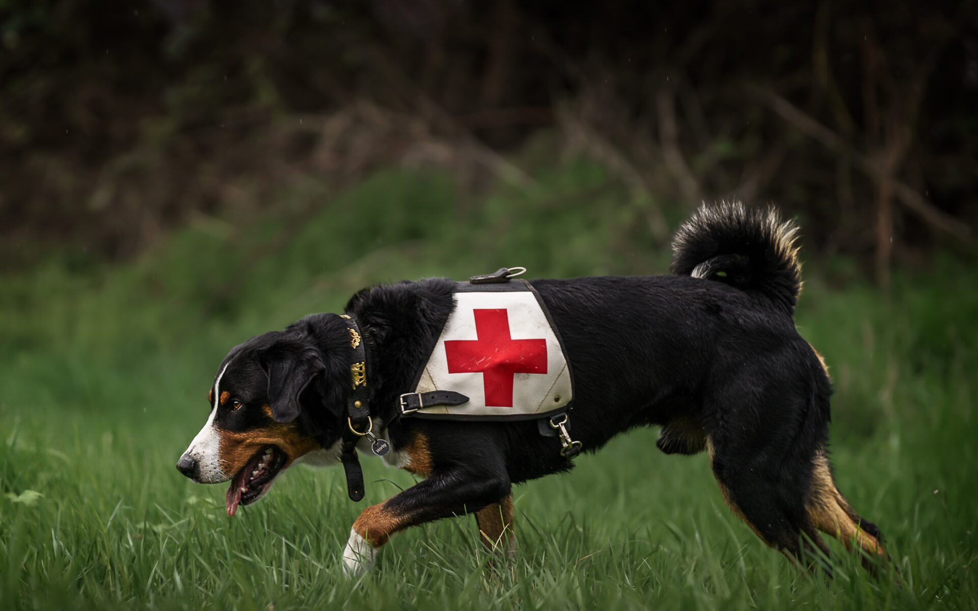 Appenzeller Sennenhund