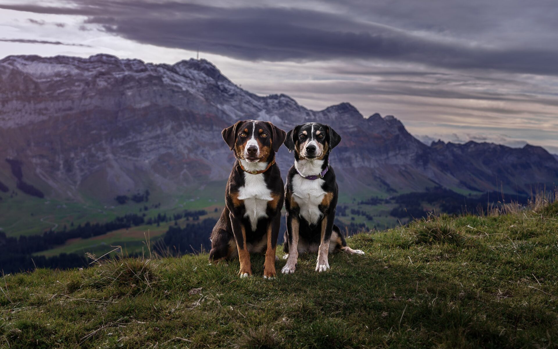 Appenzeller Sennenhund