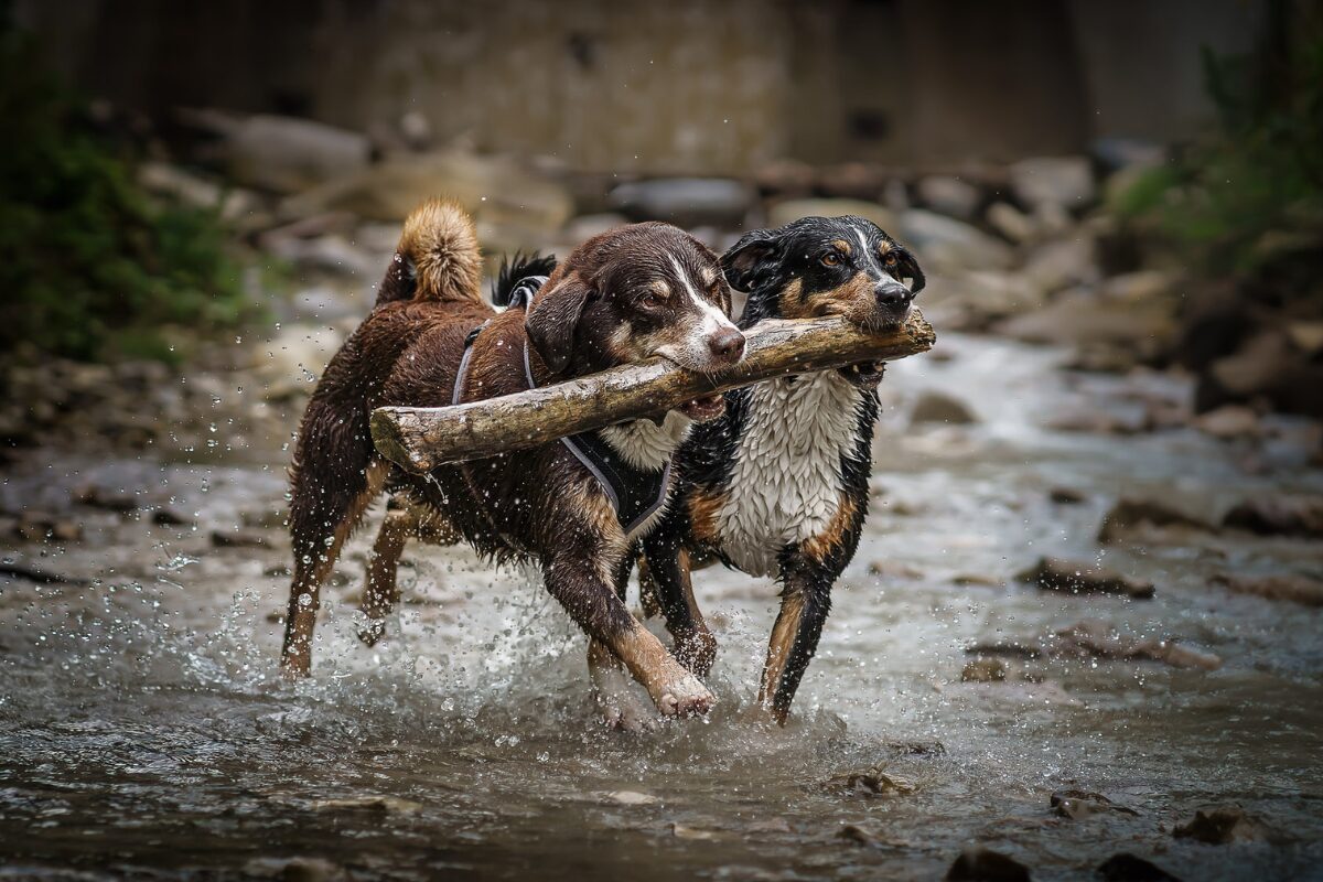 Appenzeller Sennenhund