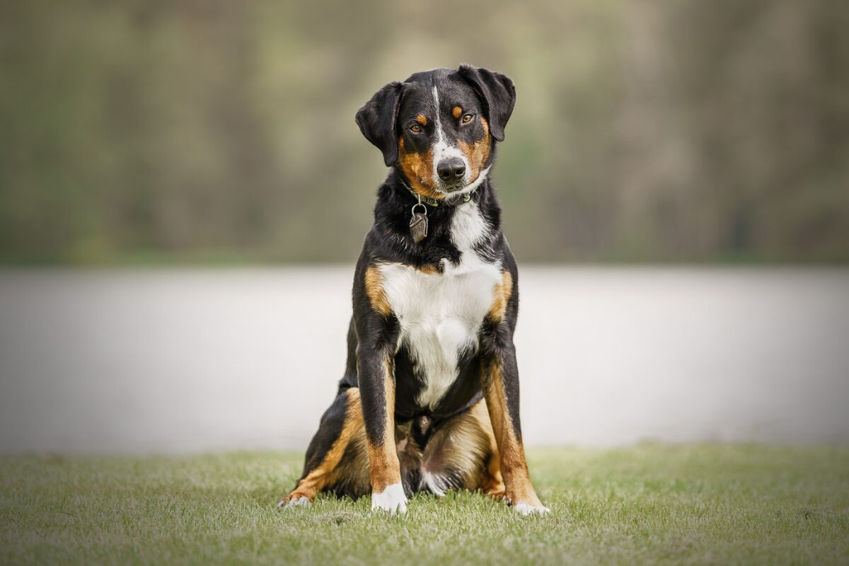 Appenzeller Sennenhund