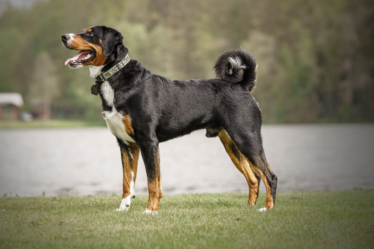 Appenzeller Sennenhund