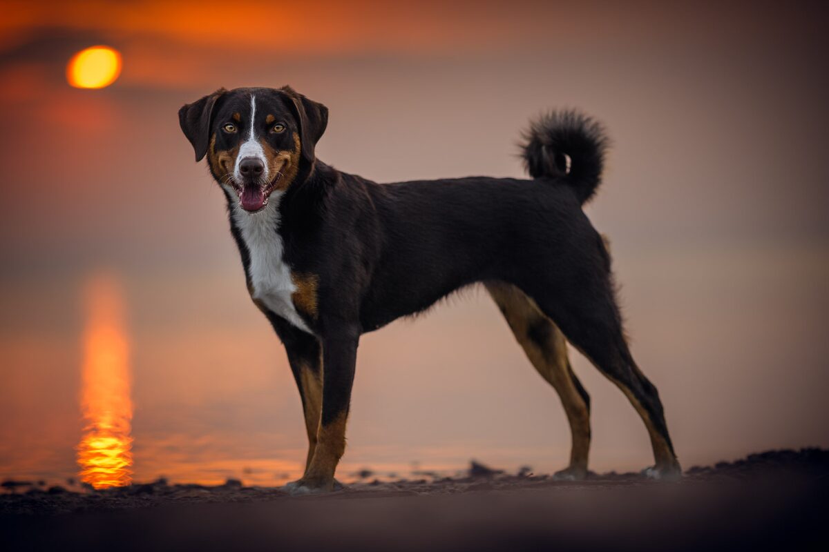 Appenzeller Sennenhund