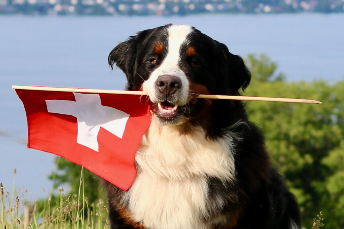 Berner Sennenhund