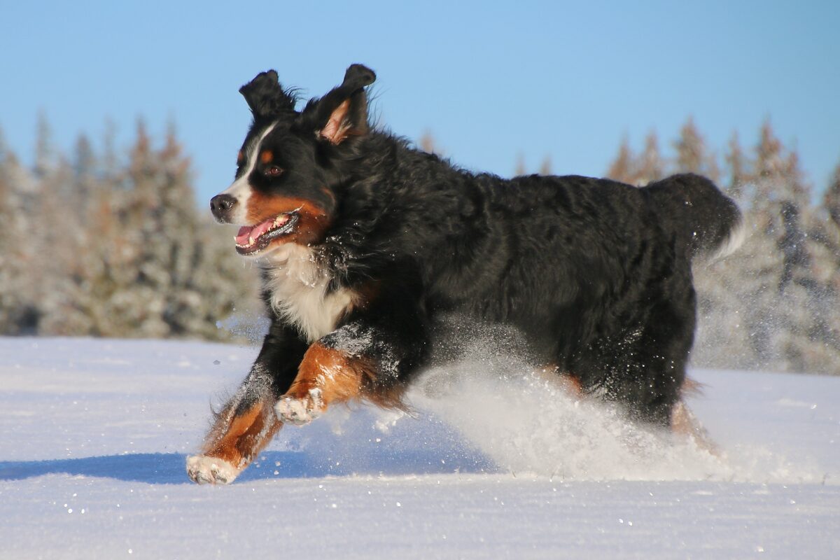 Berner Sennenhund