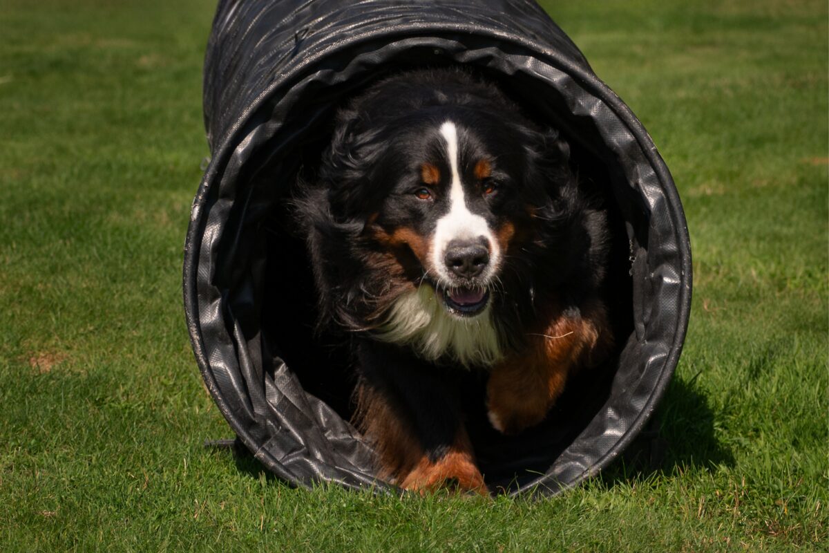 Berner Sennenhund