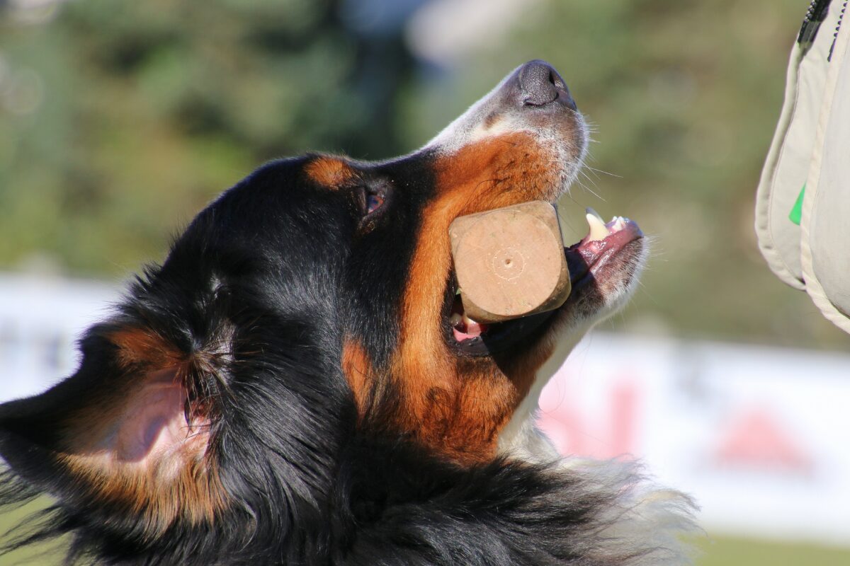 Berner Sennenhund