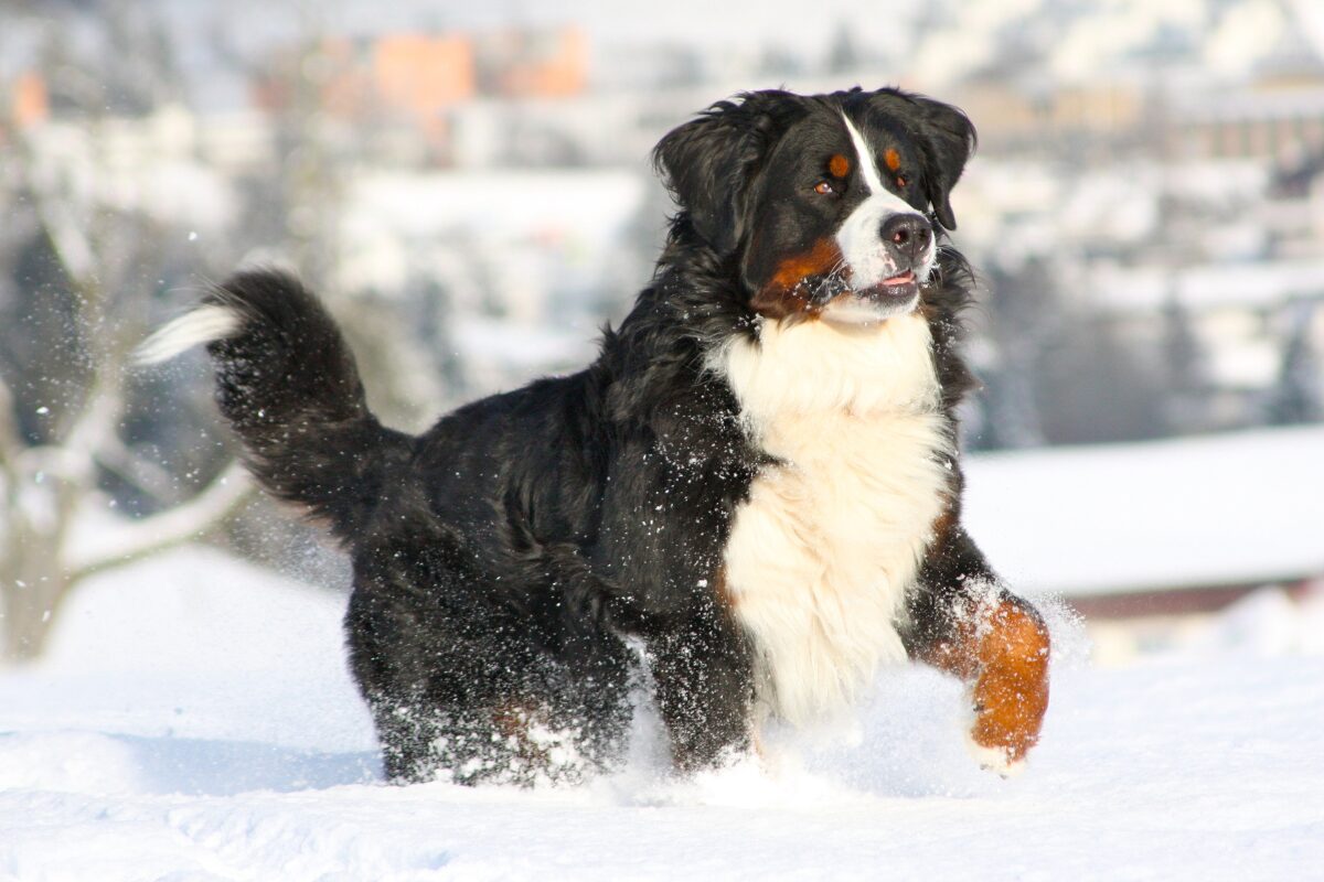 Berner Sennenhund