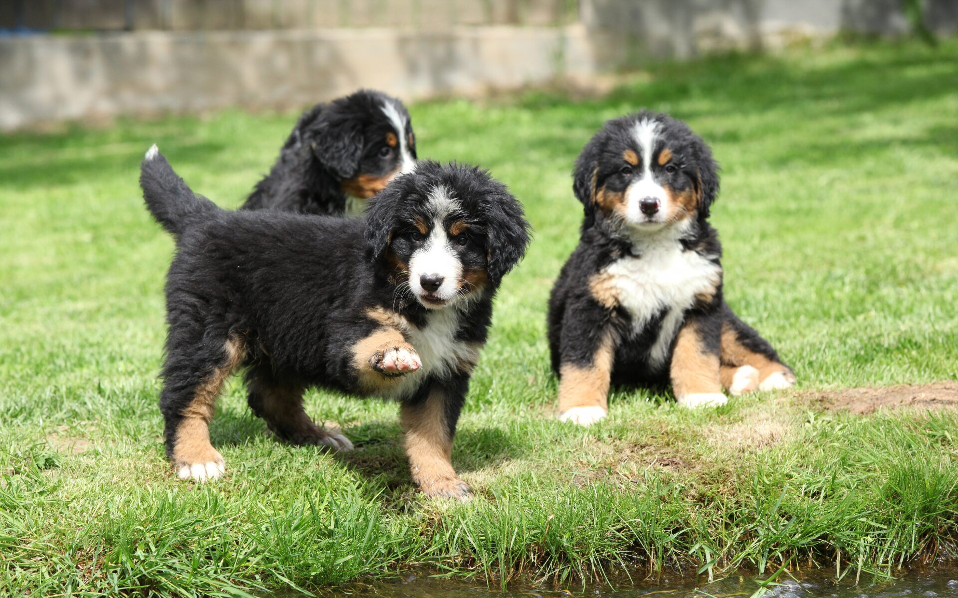 Berner Sennenhund