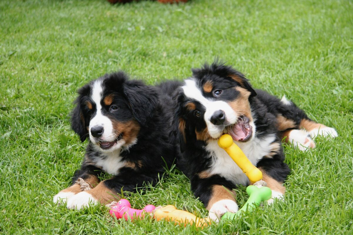 Berner Sennenhund