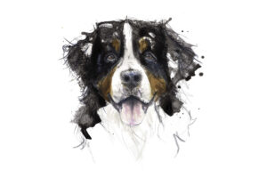 Berner Sennenhund