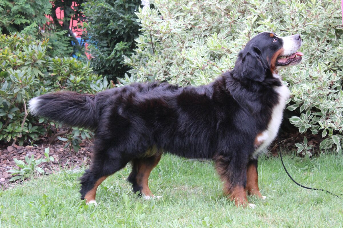 Berner Sennenhund