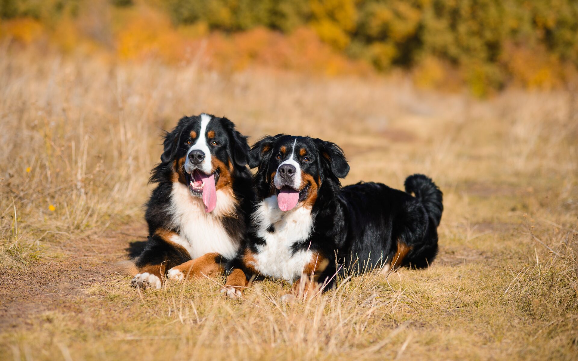 Berner Sennenhund