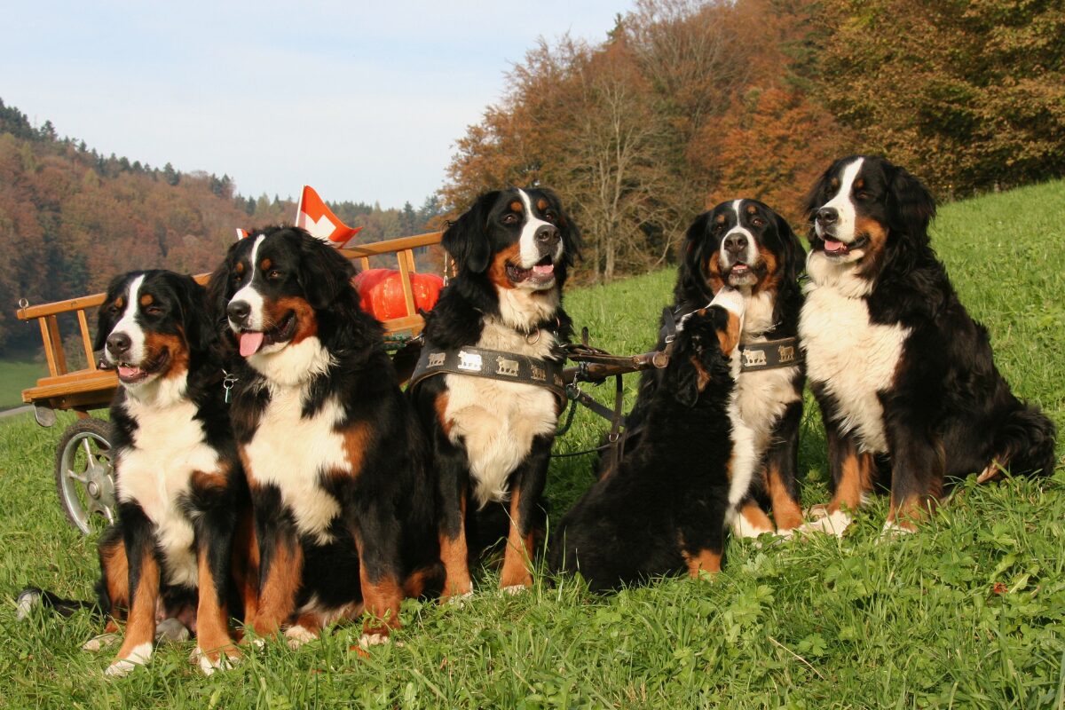 Berner Sennenhund