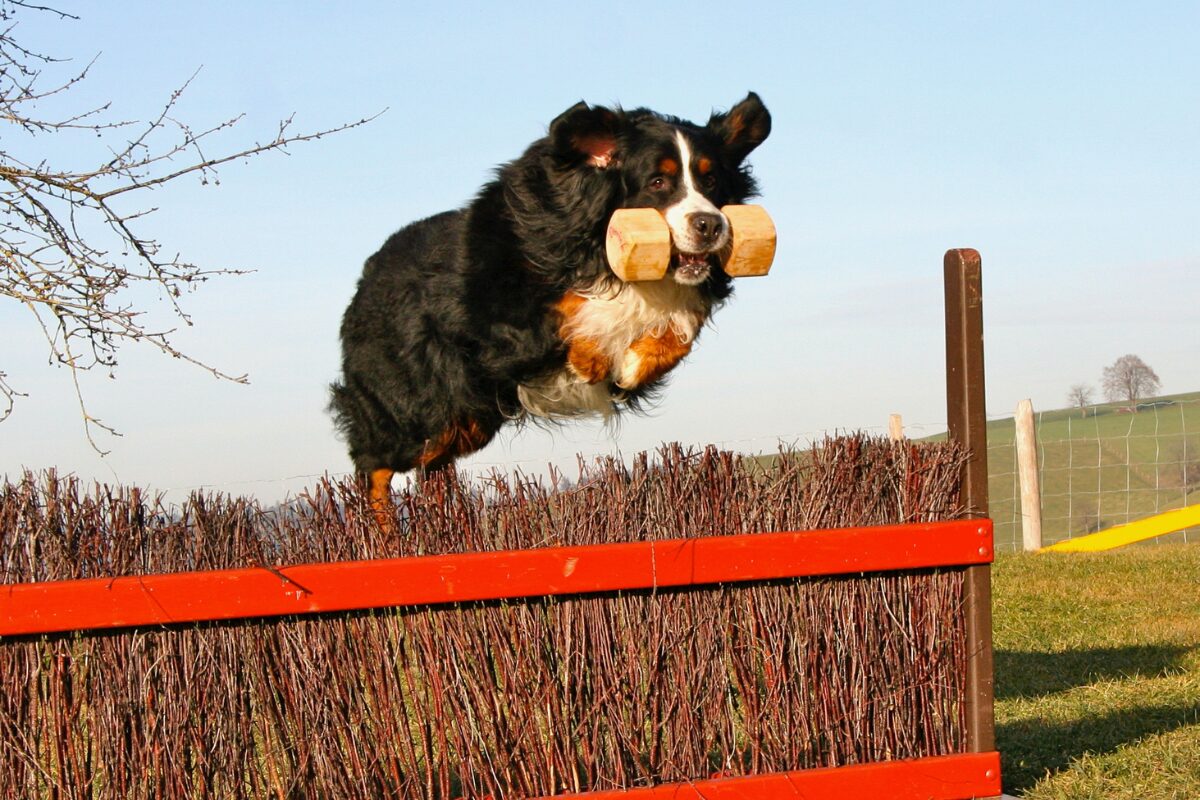 Berner Sennenhund