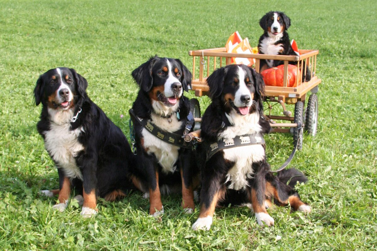 Berner Sennenhund