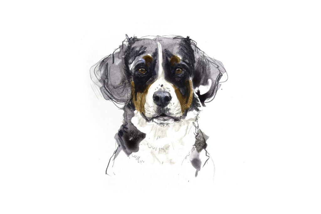 Entlebucher Sennenhund