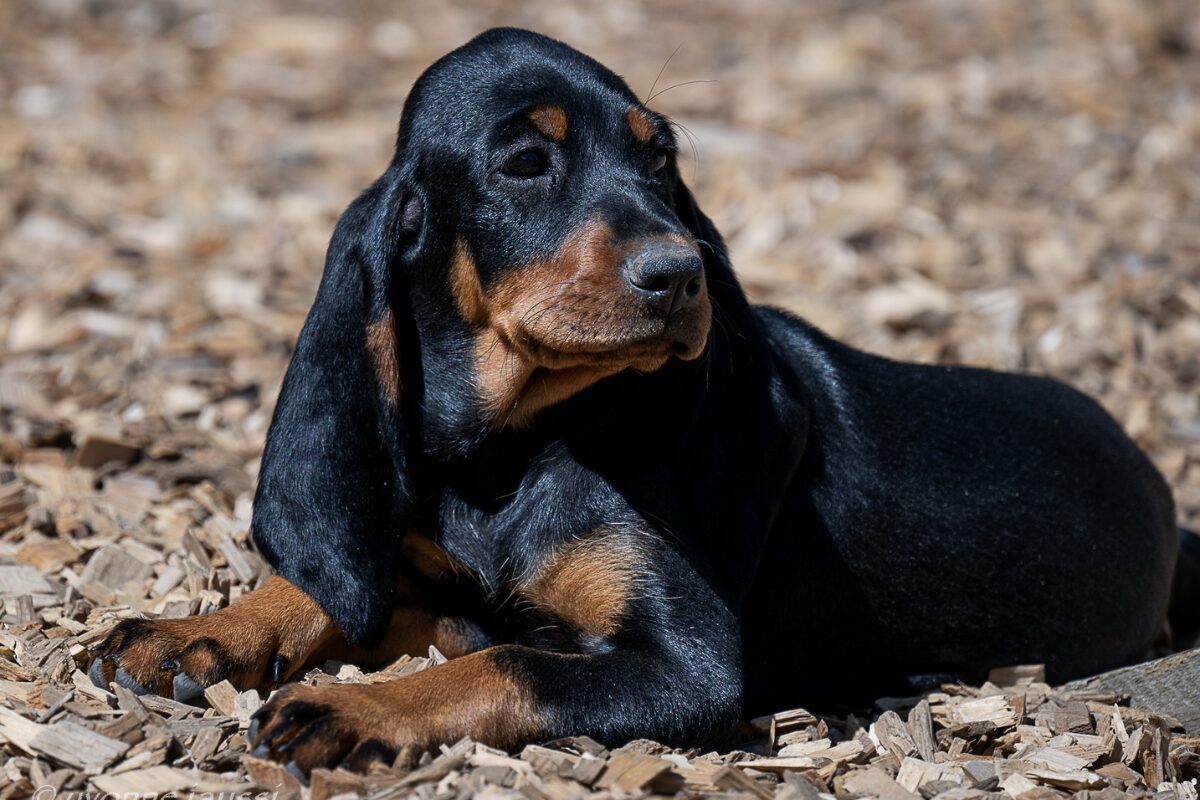 Schweizer Laufhund (3)