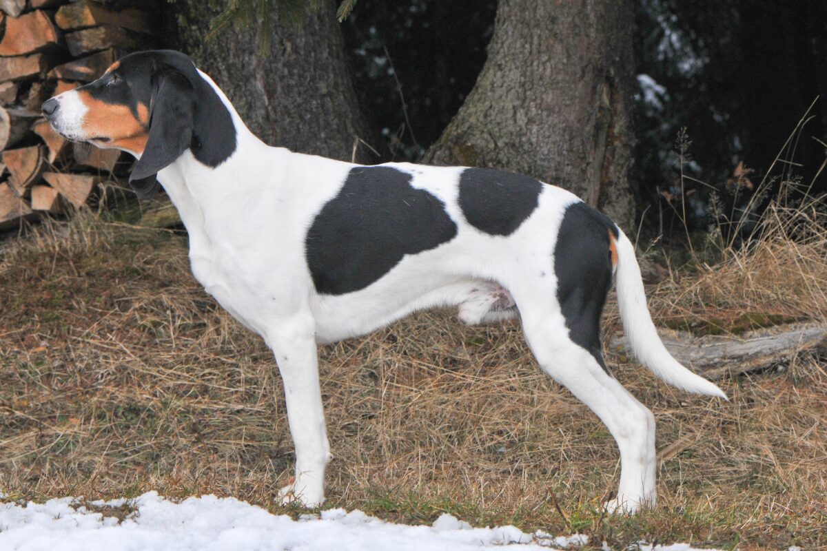 Schweizer Laufhund