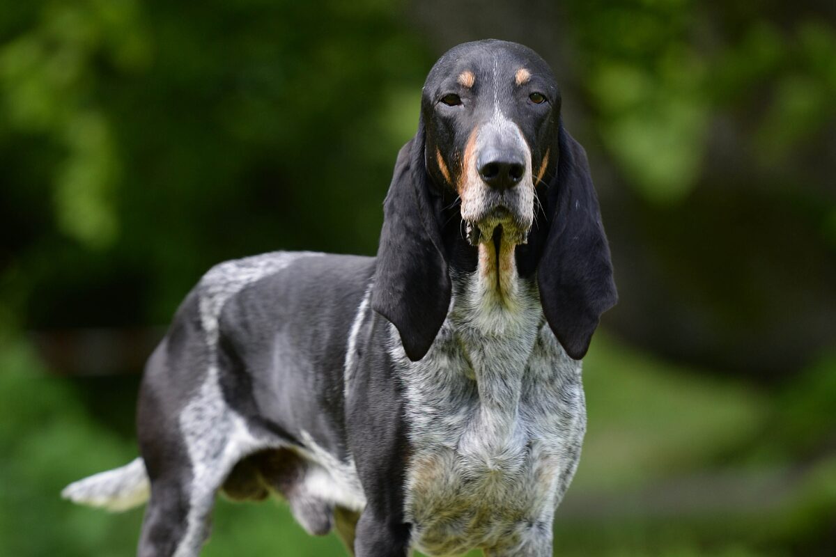 Schweizer Laufhund