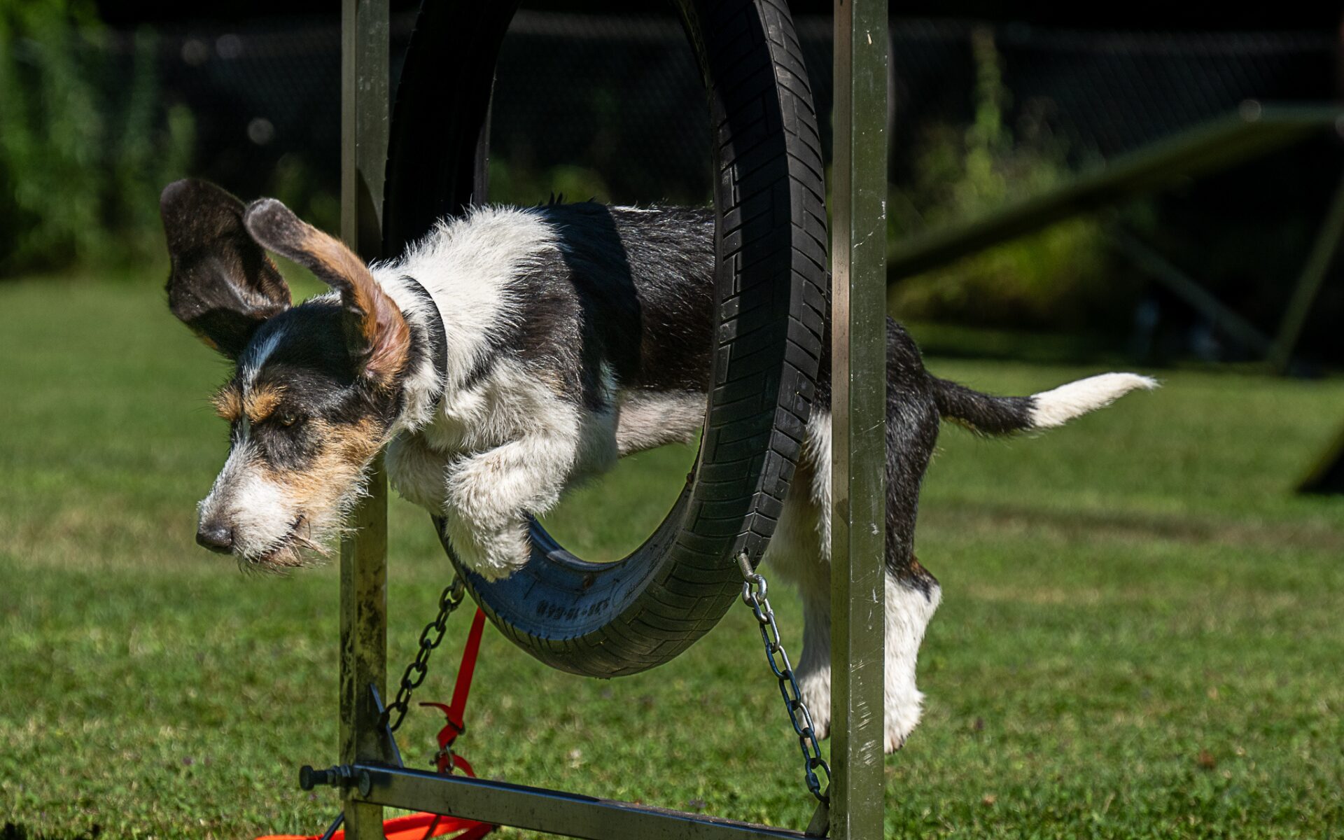 Schweizer Niederlaufhund