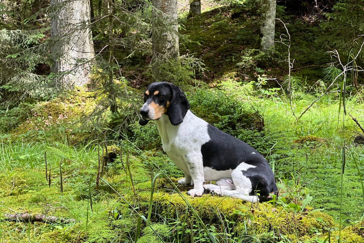 Schweizer Niederlaufhund