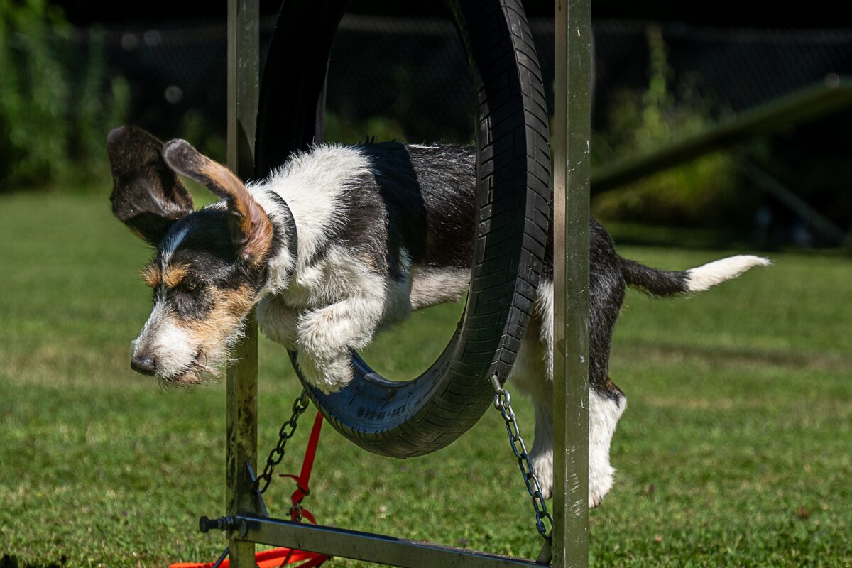 Schweizer Niederlaufhund