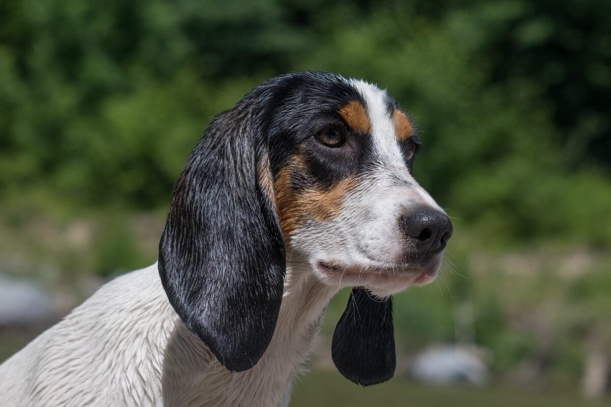 Schweizer Niederlaufhund