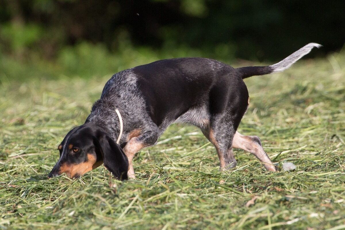 Schweizer Niederlaufhund