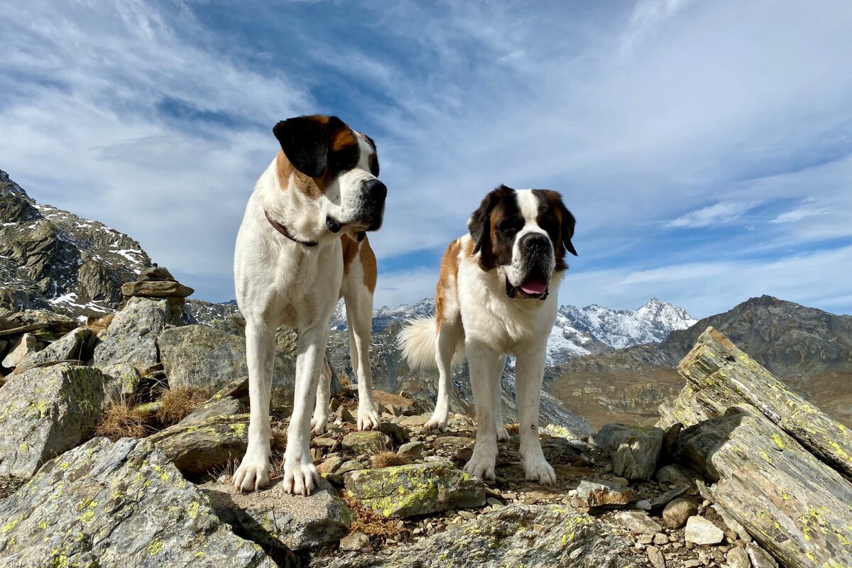 St. Bernhardshund