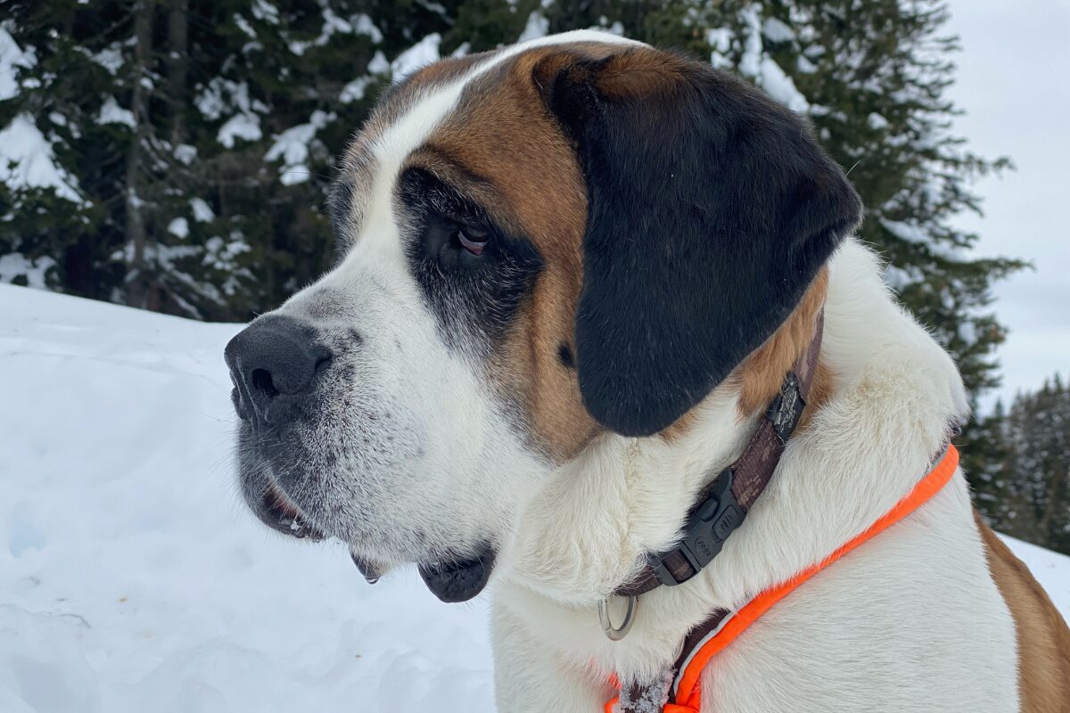 St. Bernhardshund