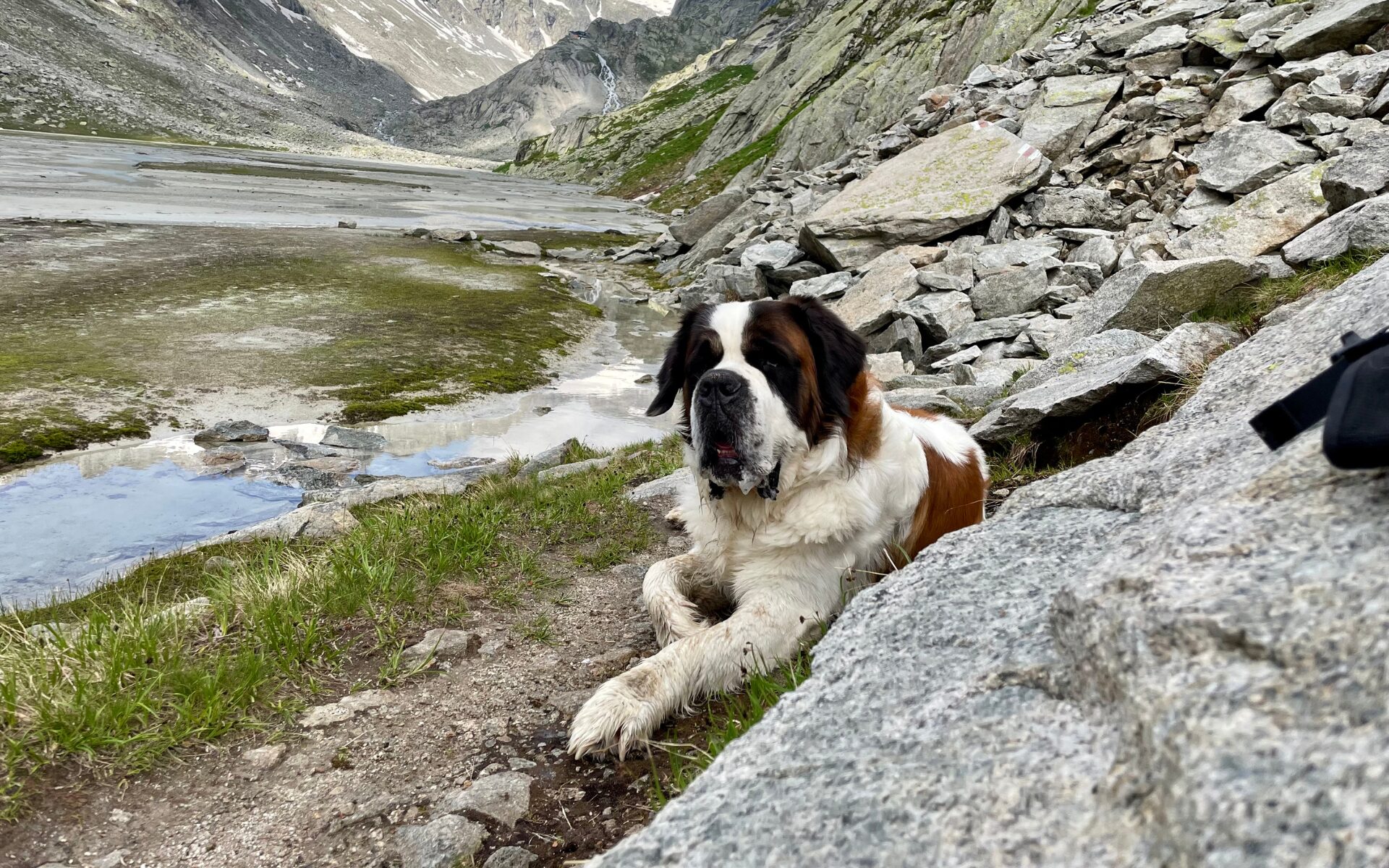 St. Bernhardshund