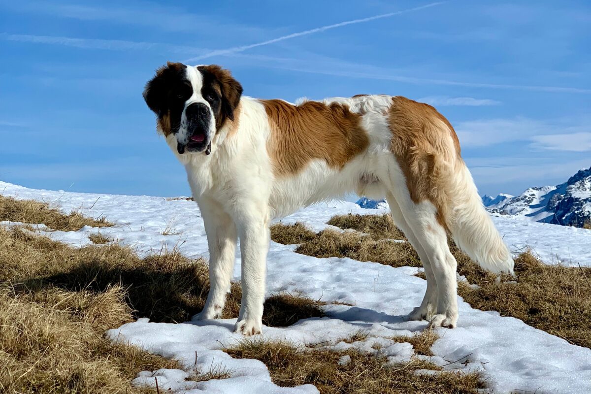 St. Bernhardshund