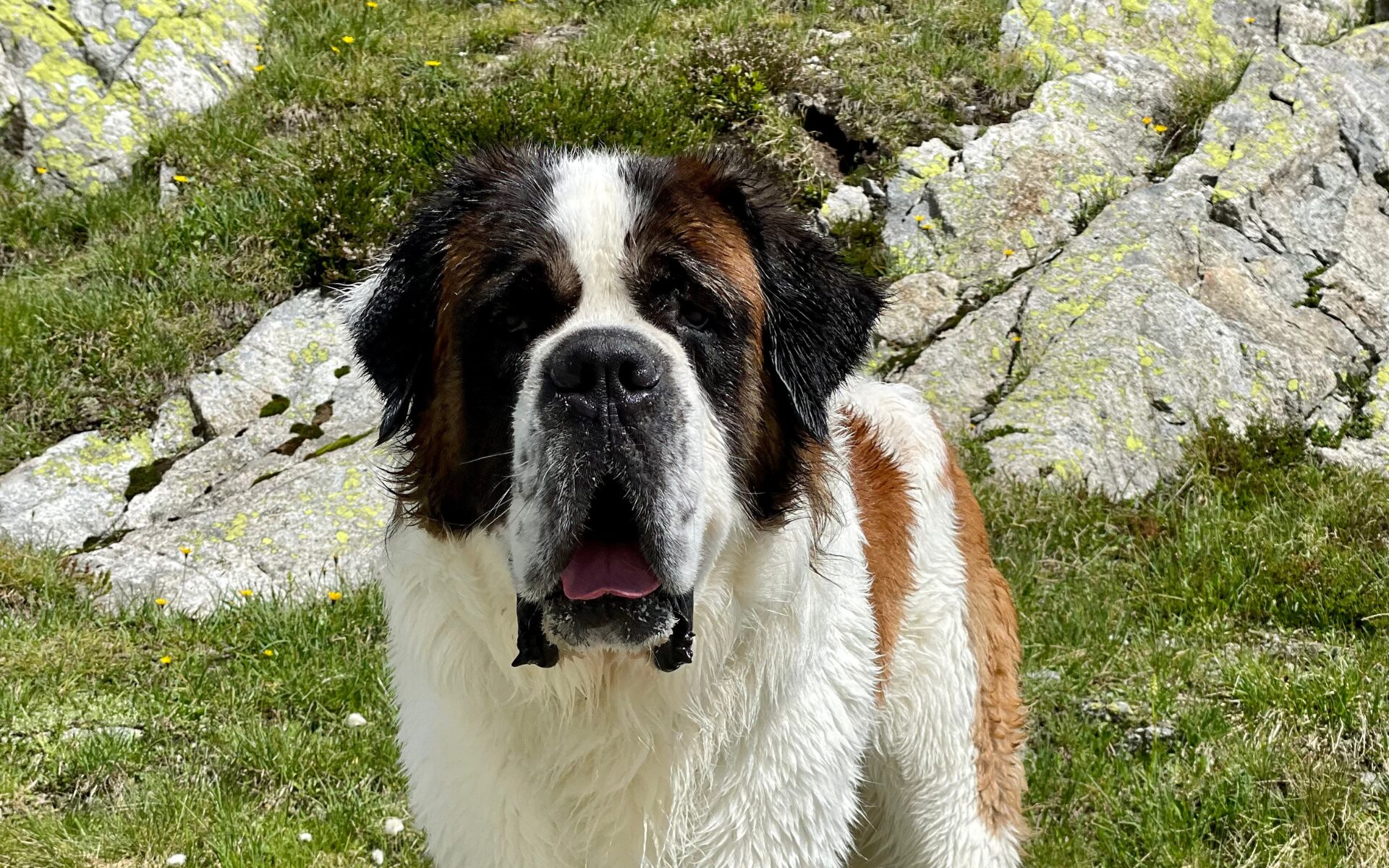 St. Bernhardshund