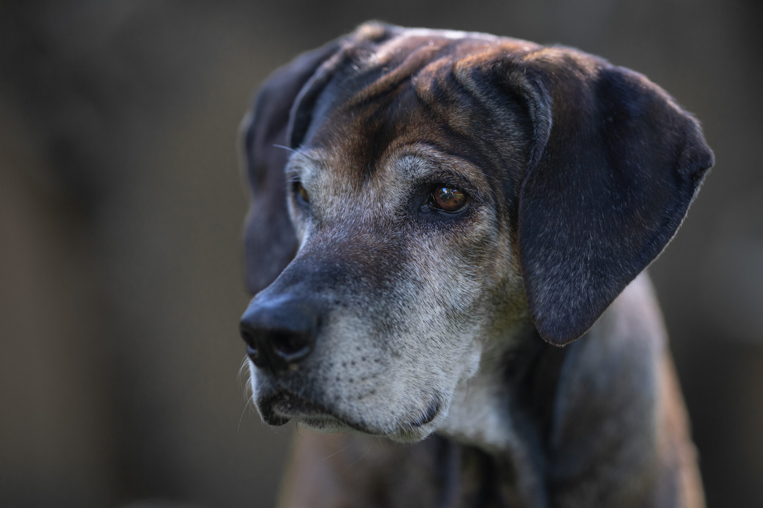 Neben Geduld und viel Liebe – was alternde Hunde sonst noch brauchen