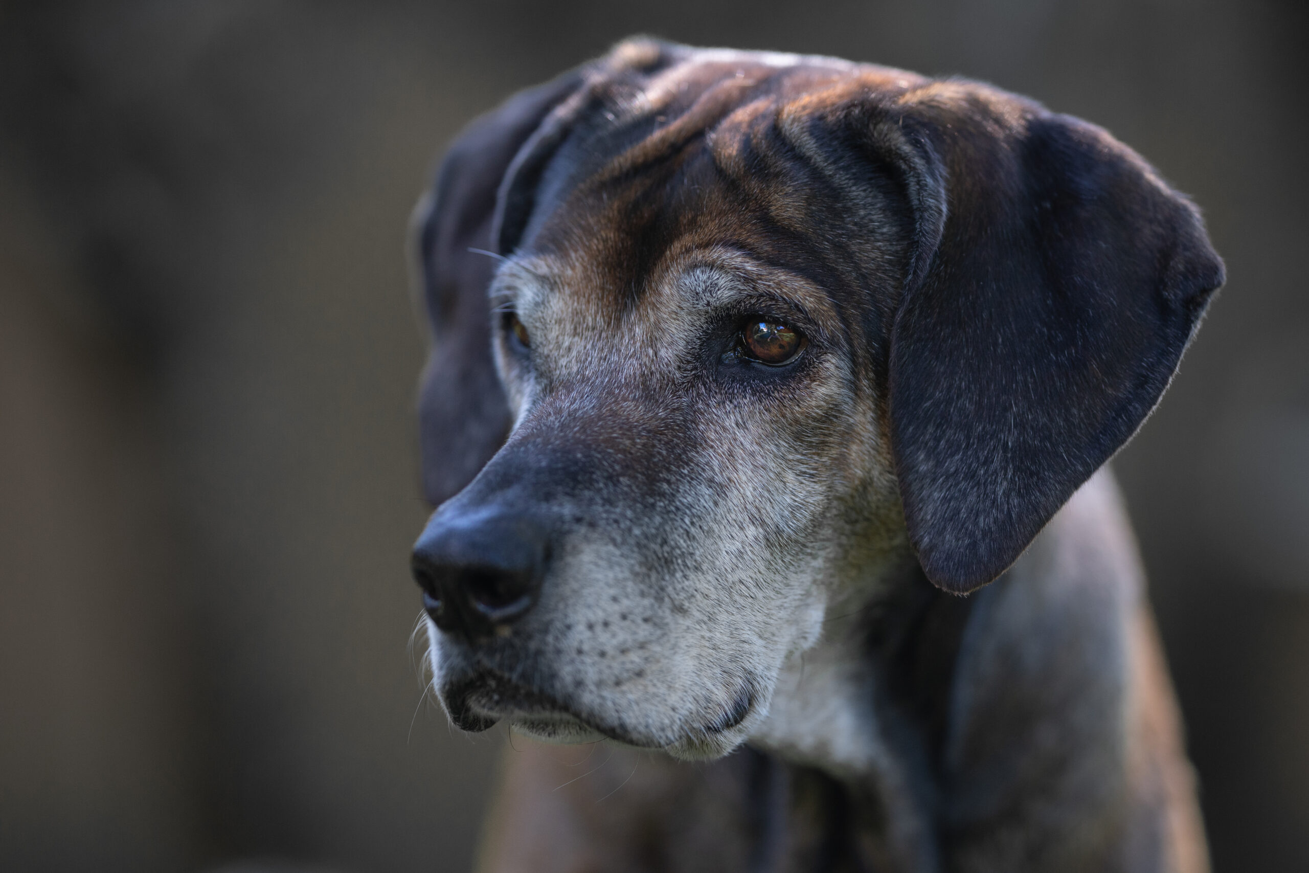 Outre la patience et beaucoup d’amour, les chiens vieillissants ont besoin d’autre chose