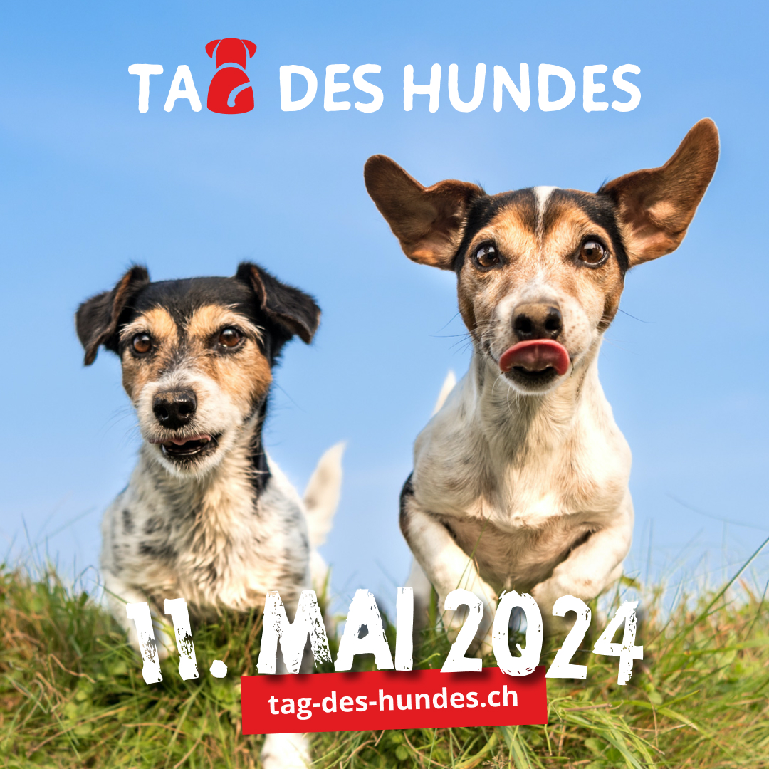 Ein Tag so vielfältig wie unsere Vierbeiner: Spass und Spannung am Tag des Hundes